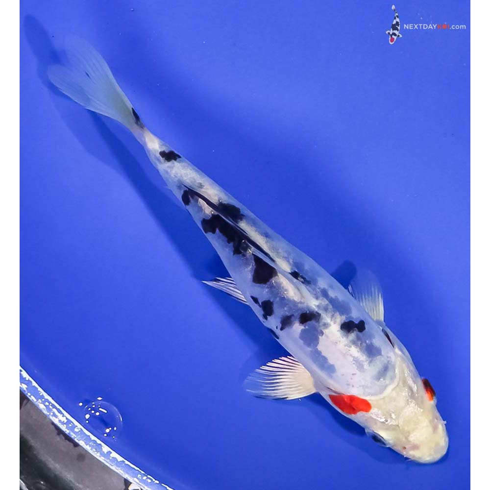 6” Imported Heisei Nishiki