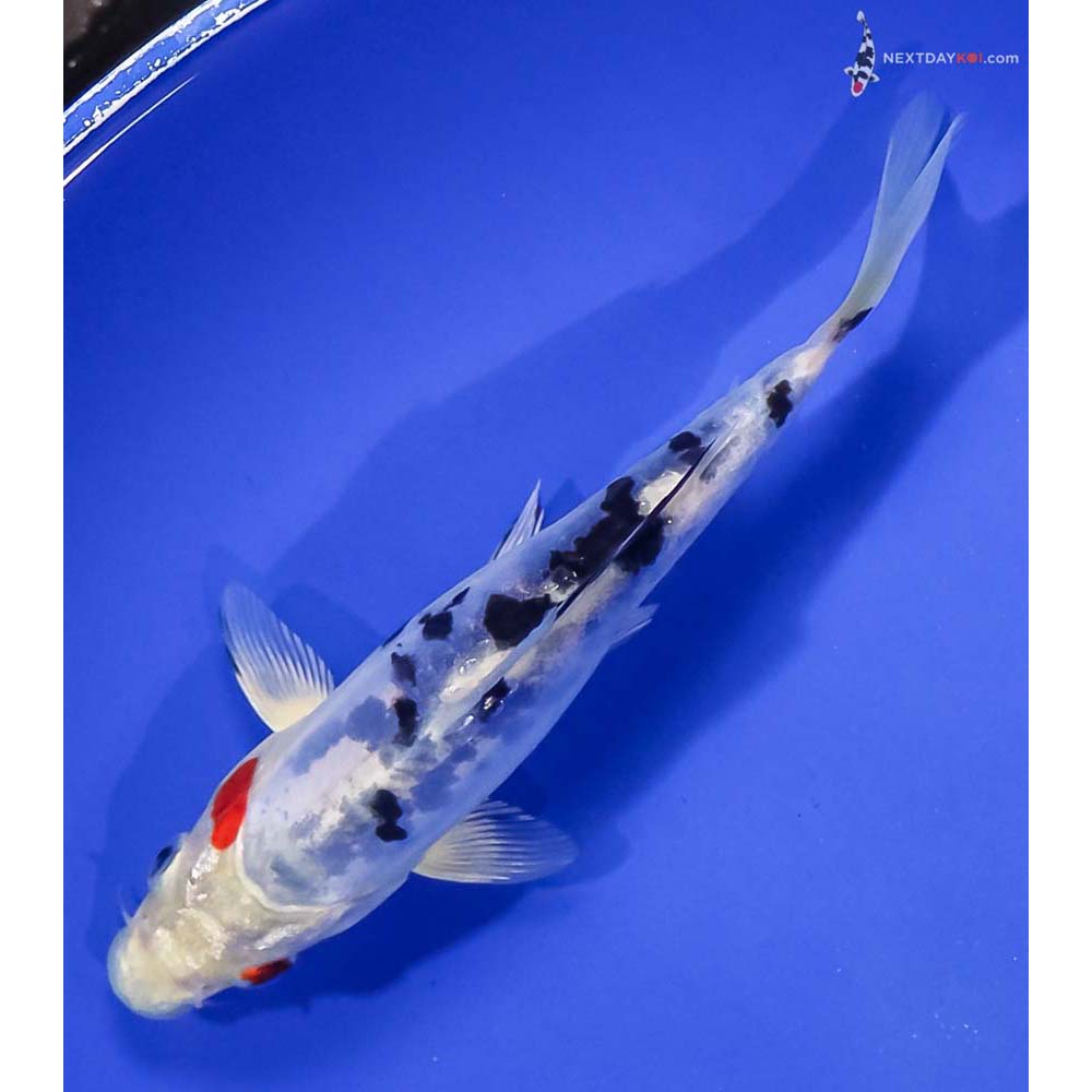 6” Imported Heisei Nishiki