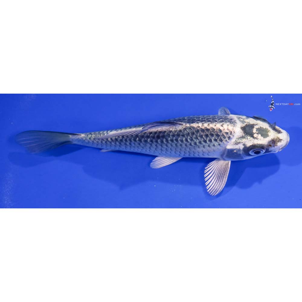 6” Imported Gin Matsuba