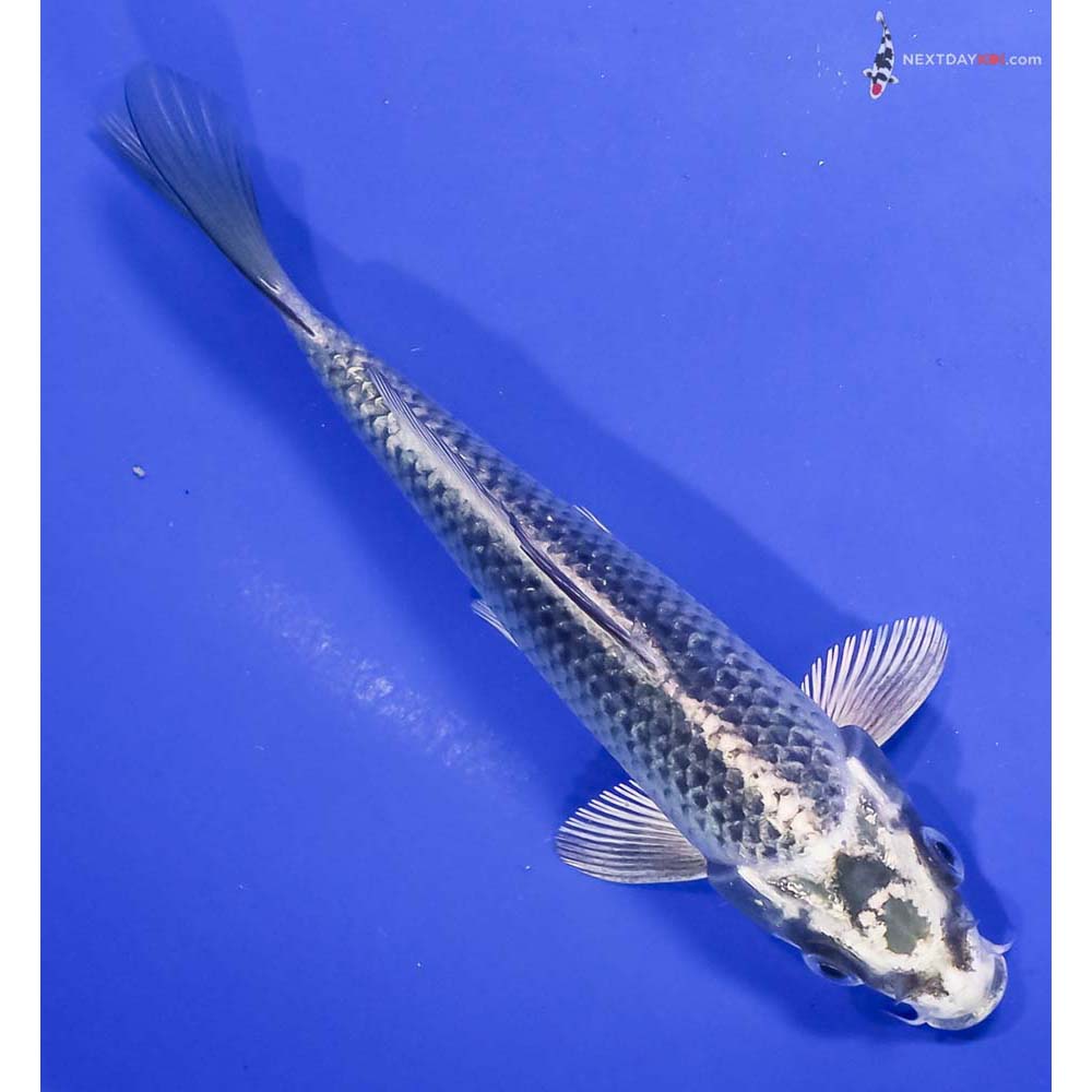 6” Imported Gin Matsuba
