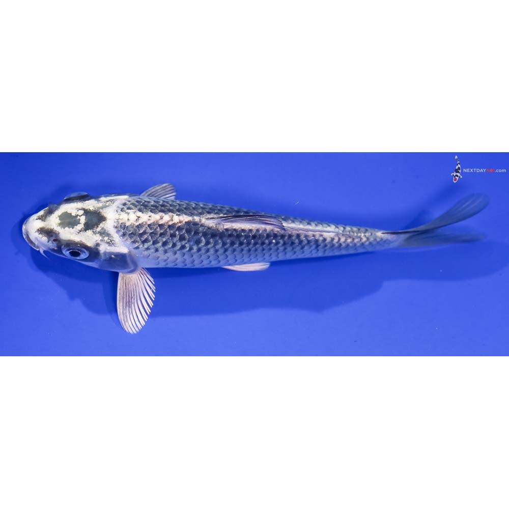 6” Imported Gin Matsuba