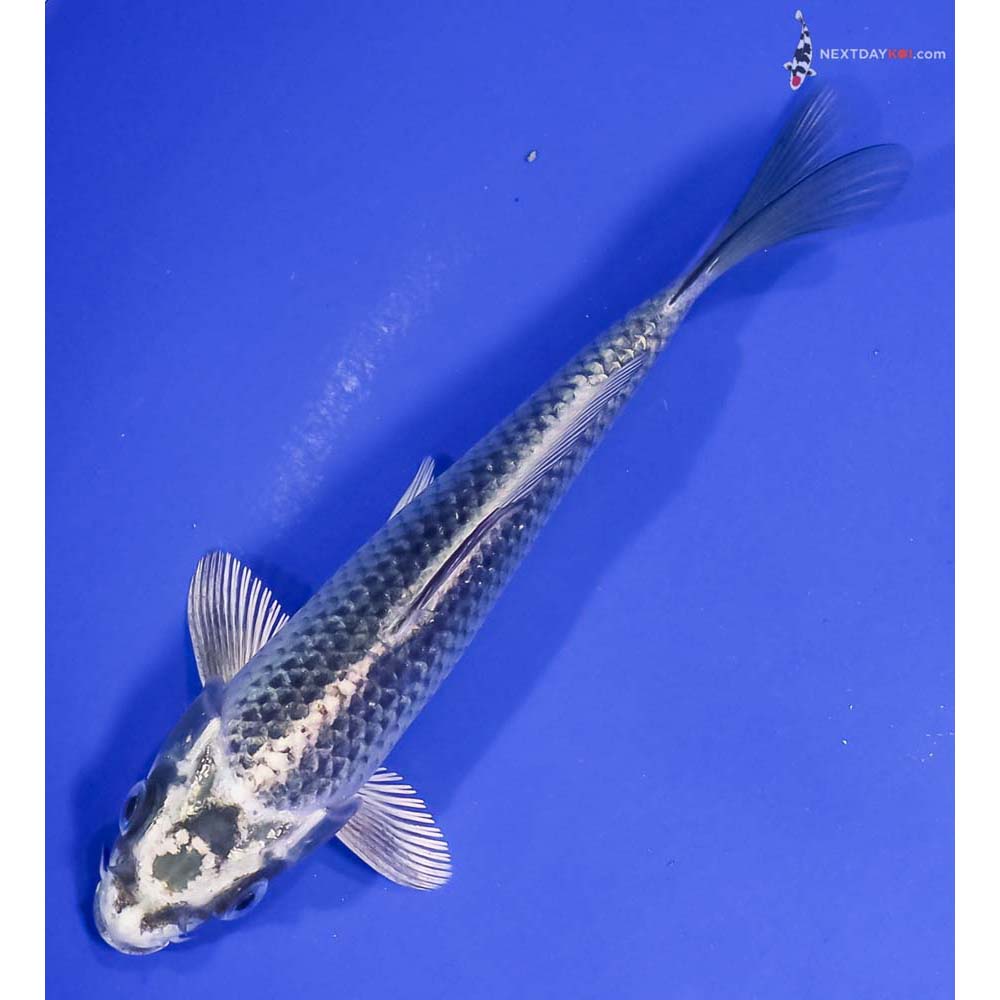 6” Imported Gin Matsuba
