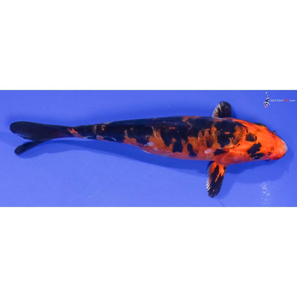 6” Imported Doitsu Kin Aka Bekko