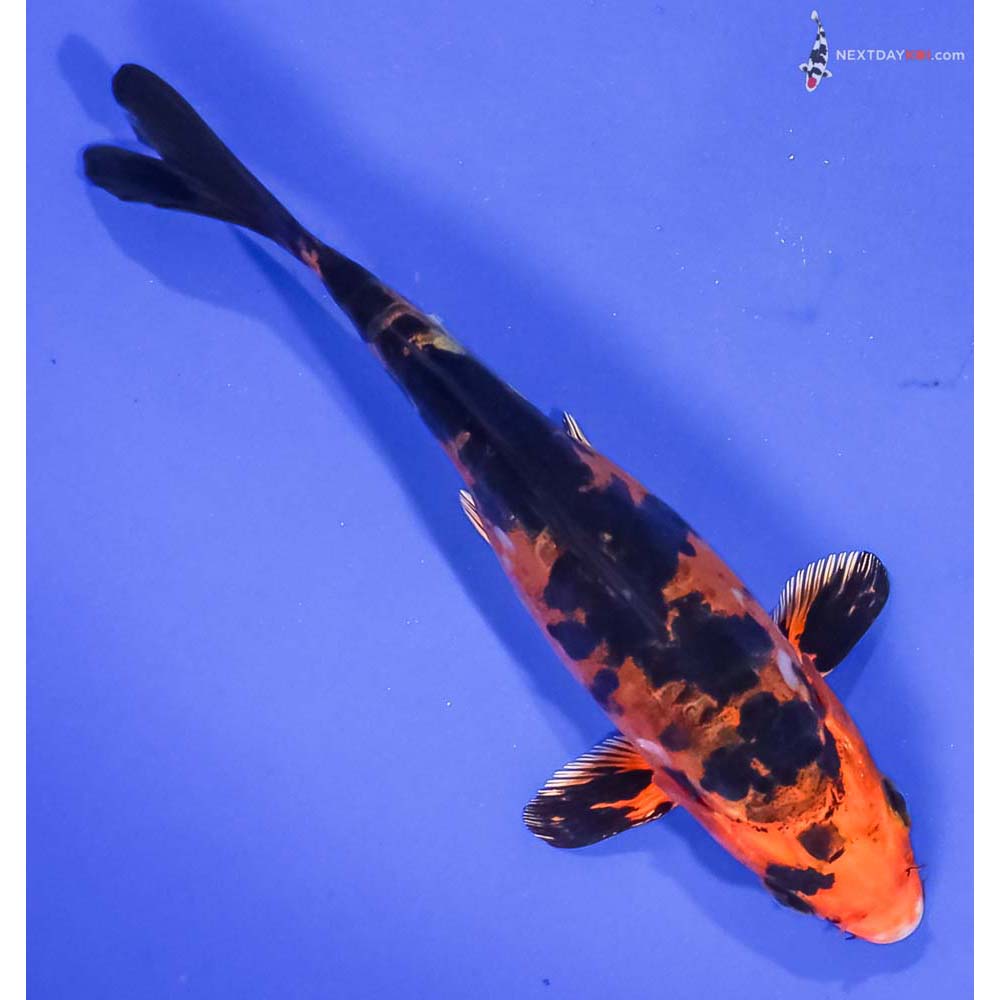 6” Imported Doitsu Kin Aka Bekko