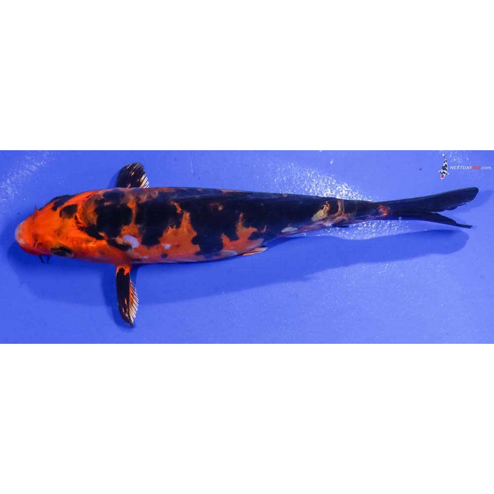 6” Imported Doitsu Kin Aka Bekko