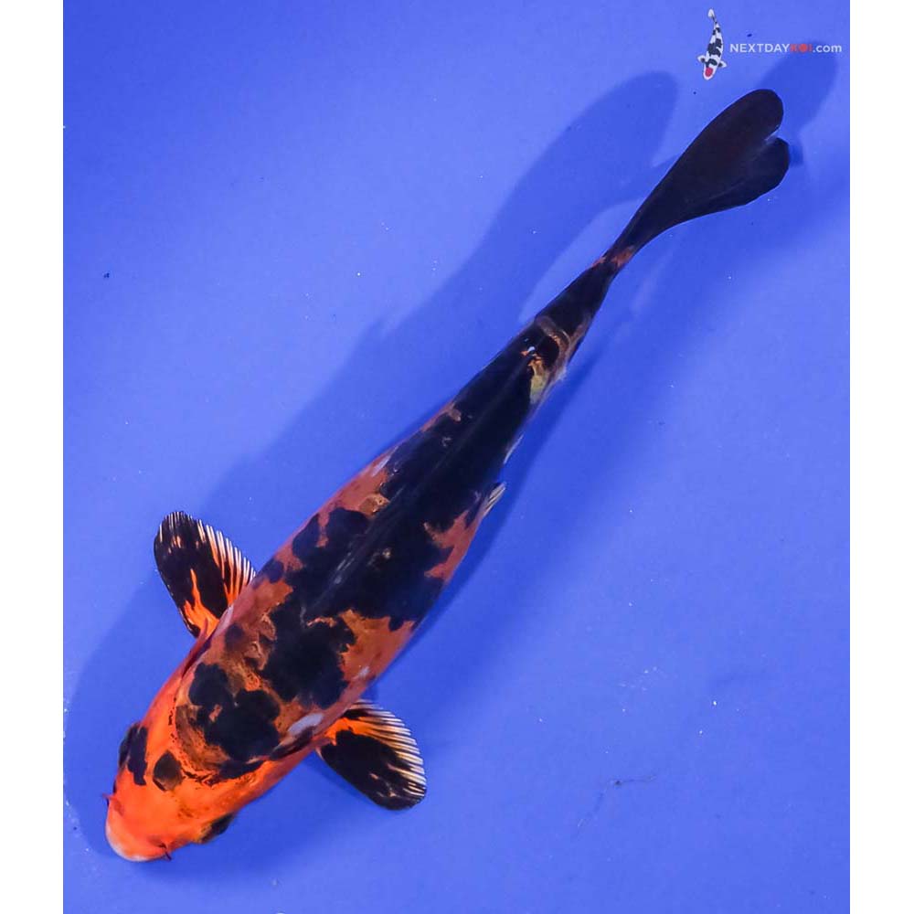 6” Imported Doitsu Kin Aka Bekko