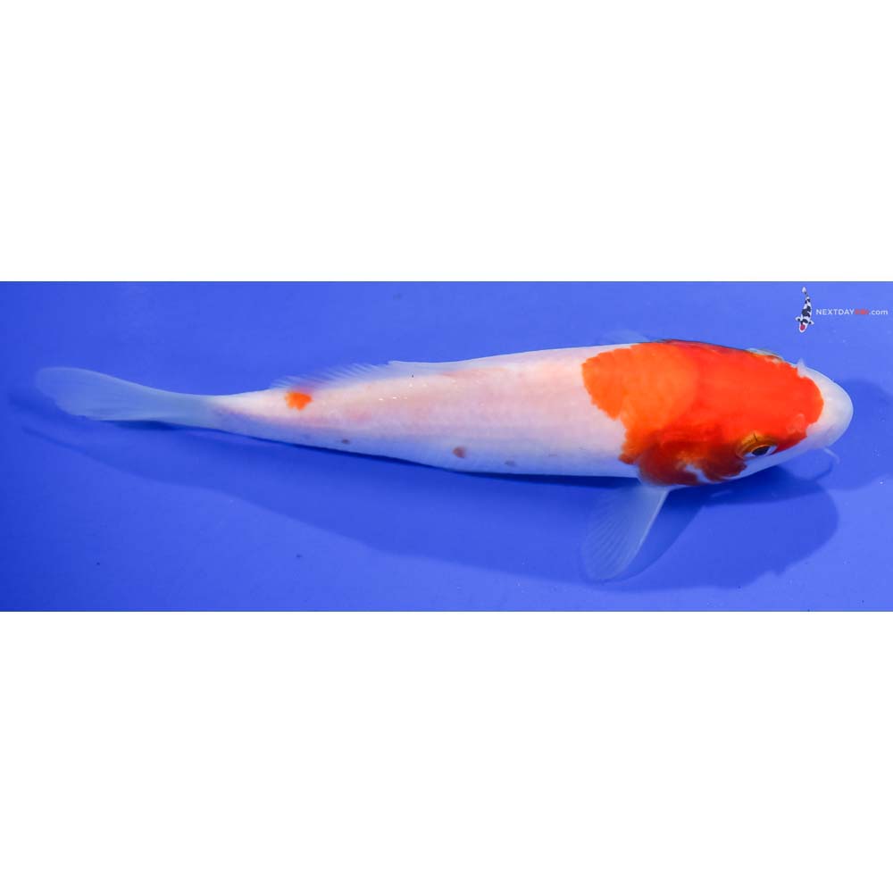 5.5” Imported Kohaku