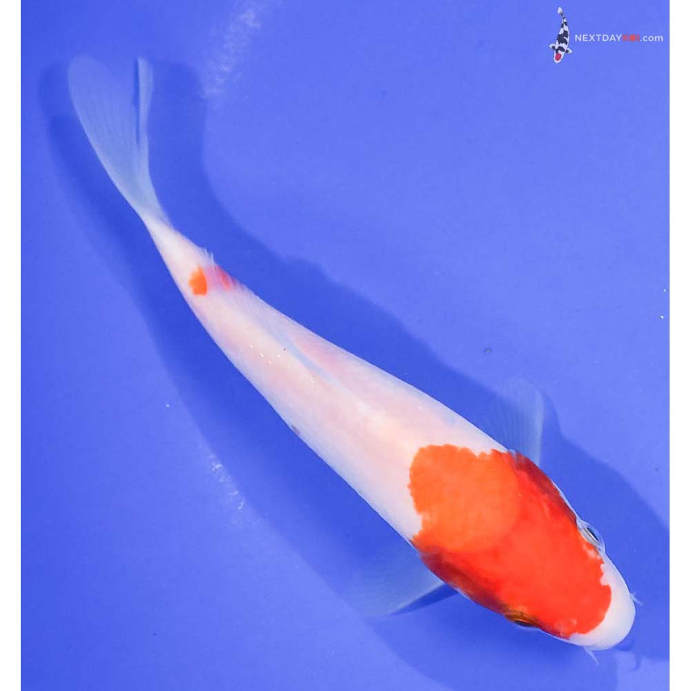 5.5” Imported Kohaku