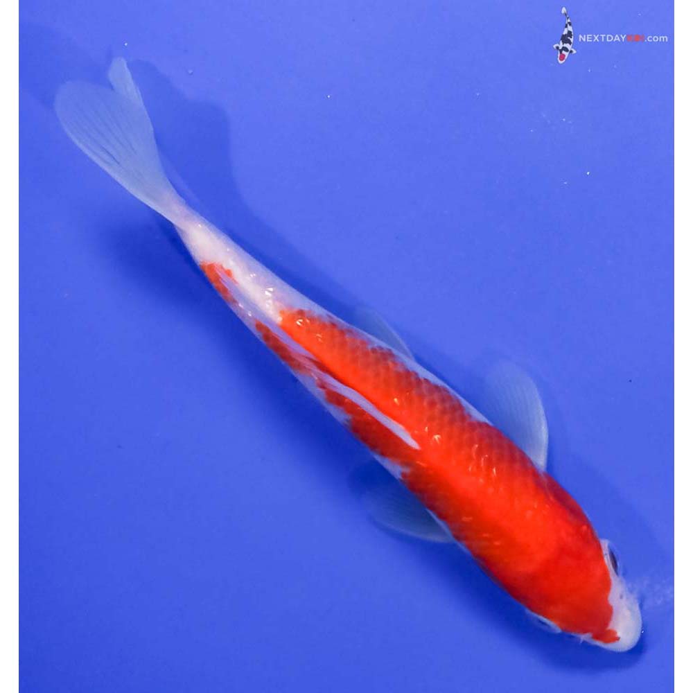 6.5” Imported Gin Rin Kohaku