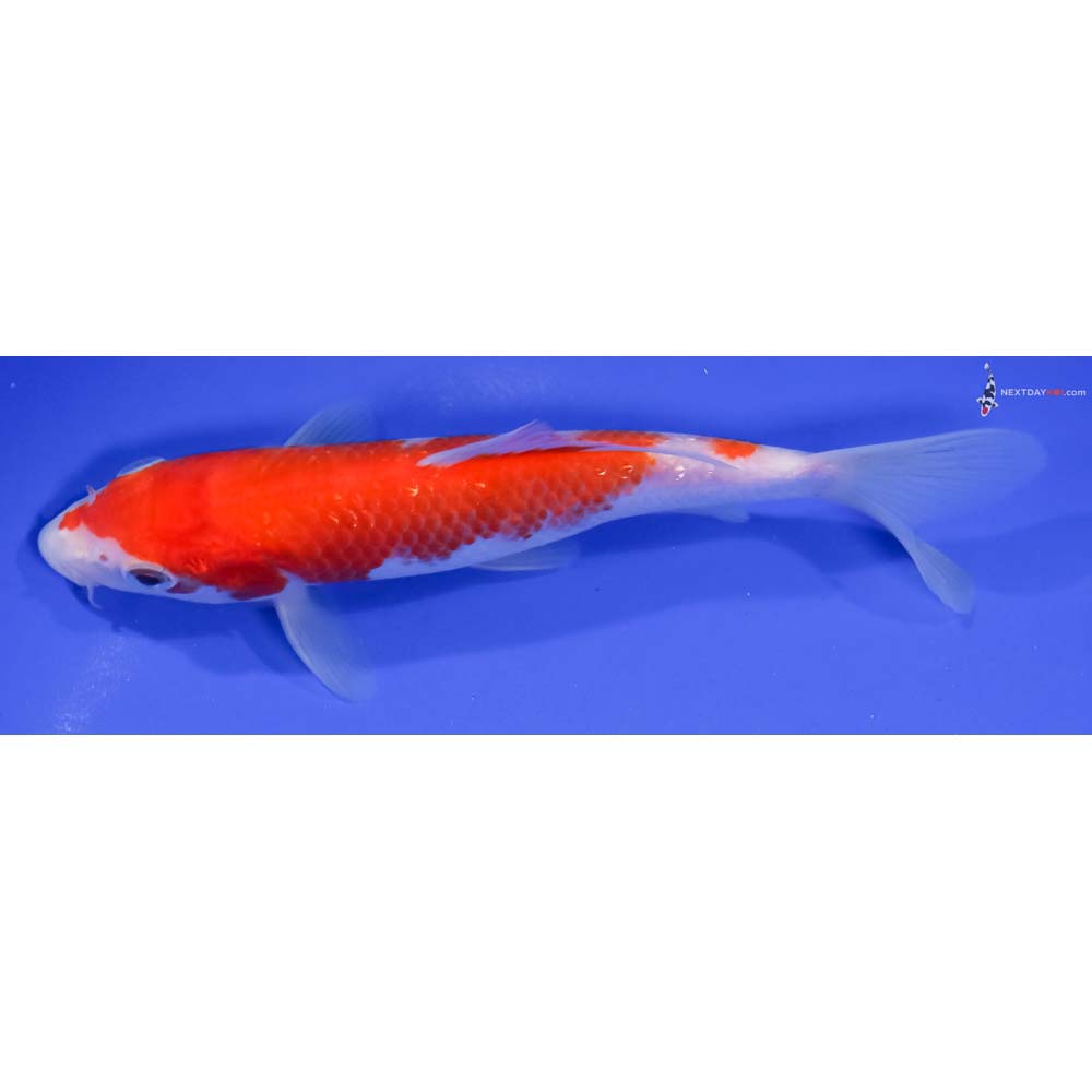 6.5” Imported Gin Rin Kohaku