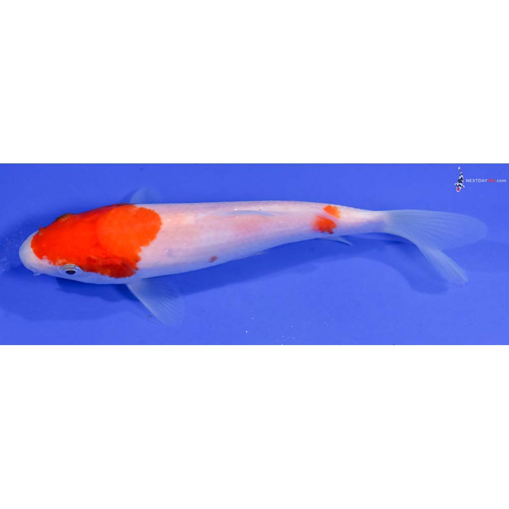 5.5” Imported Kohaku