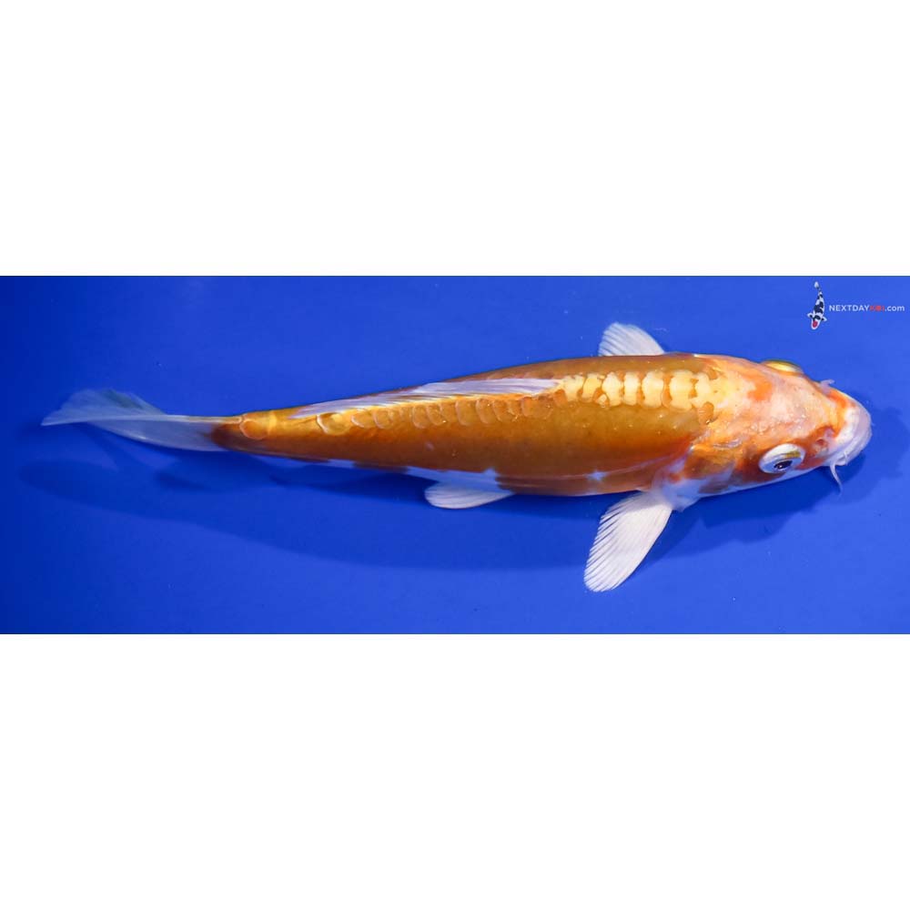 7” Imported Doitsu Lemon Hariwake