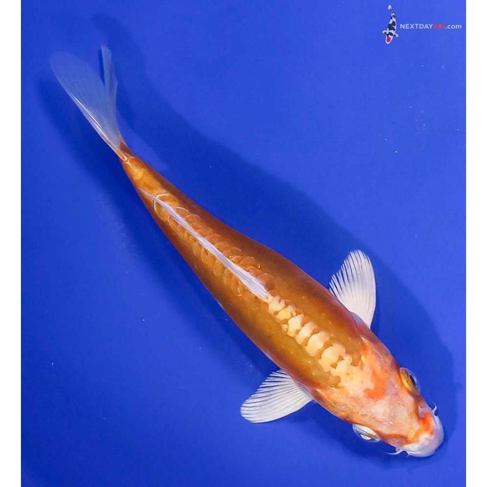 7” Imported Doitsu Lemon Hariwake