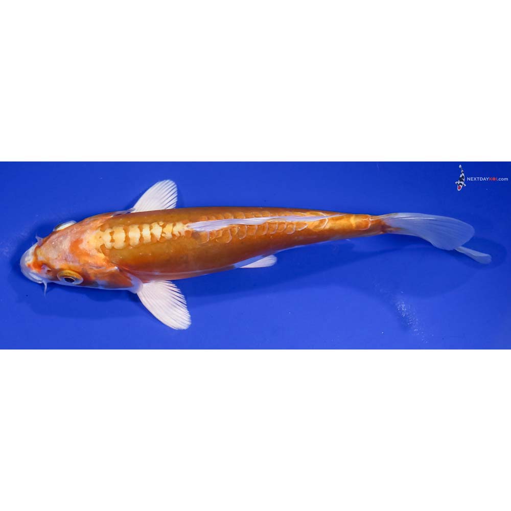 7” Imported Doitsu Lemon Hariwake