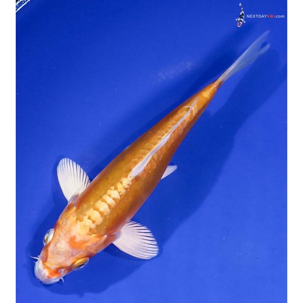 7” Imported Doitsu Lemon Hariwake