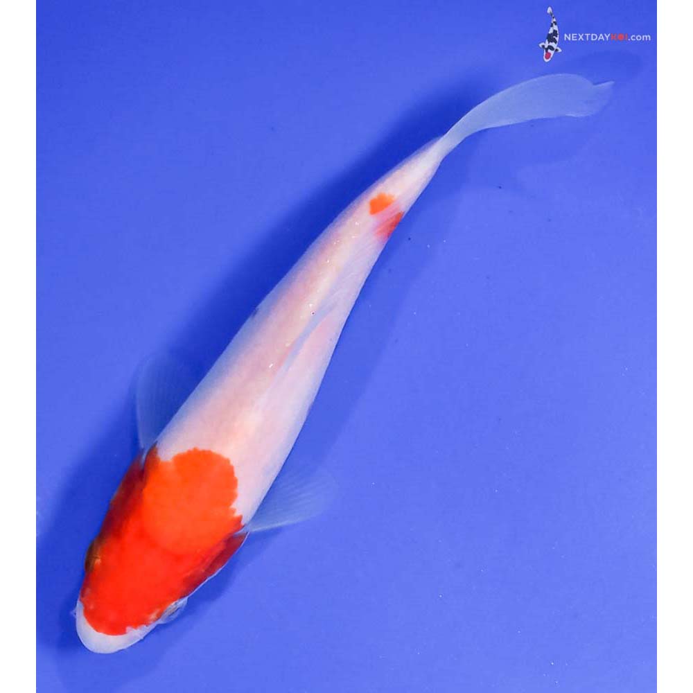 5.5” Imported Kohaku