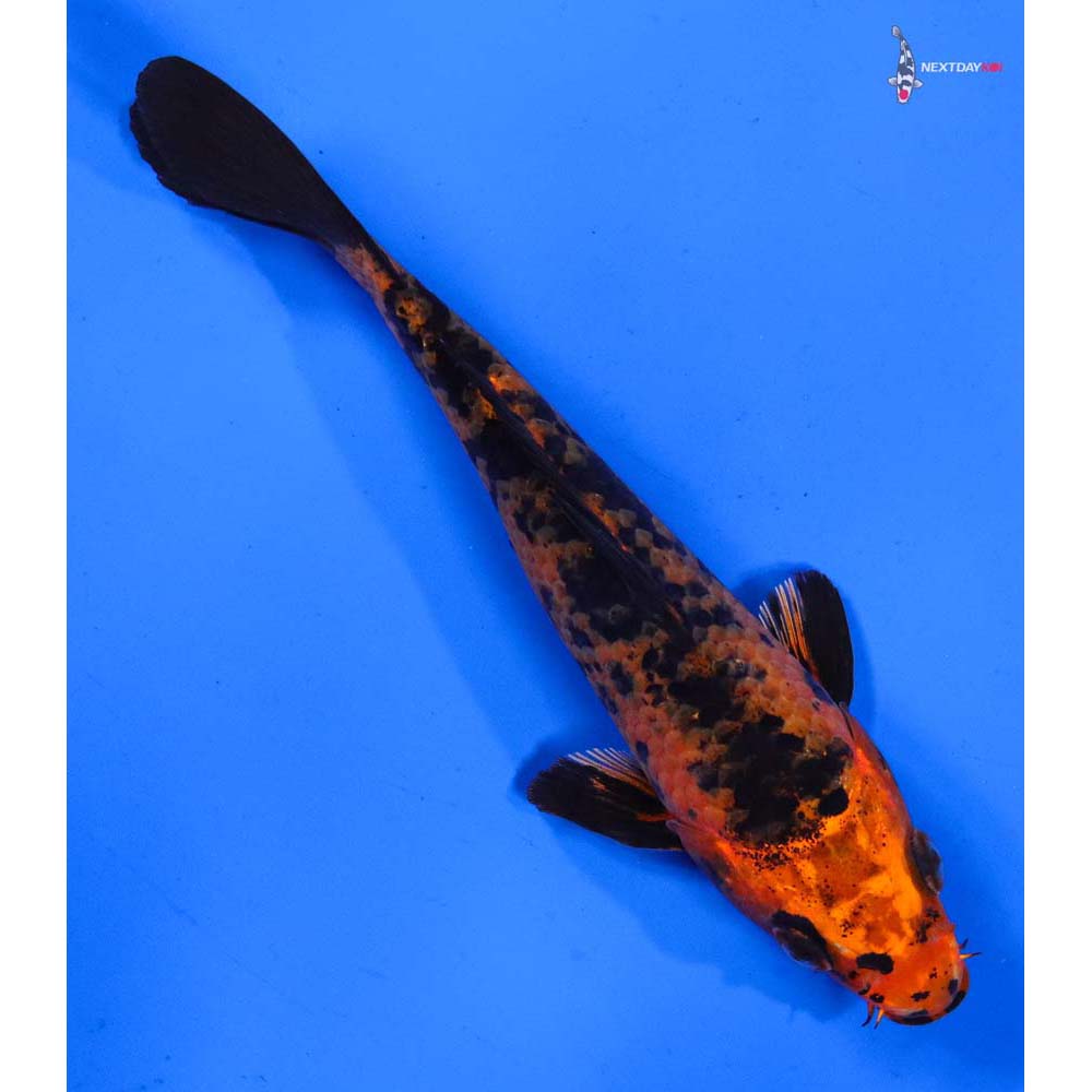 5” Imported Kin Aka Bekko