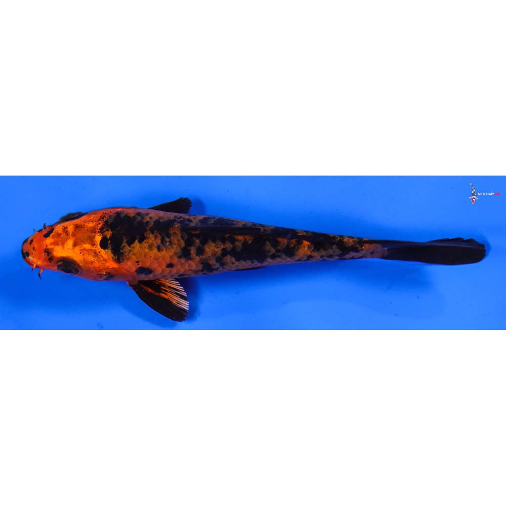 5” Imported Kin Aka Bekko