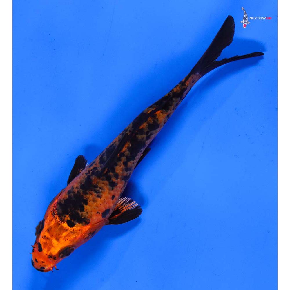 5” Imported Kin Aka Bekko