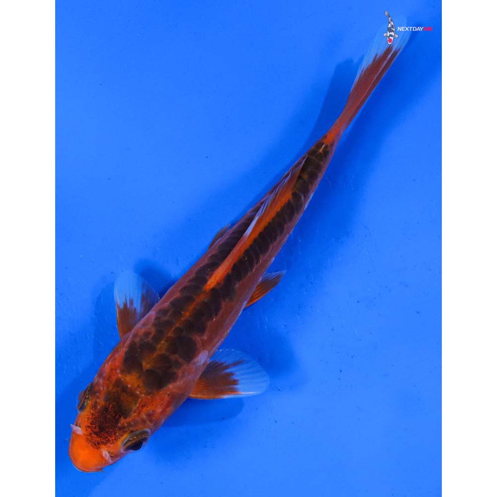 5” Imported Hana Shusui