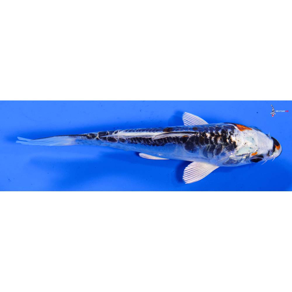 5” Imported Doitsu Kujaku