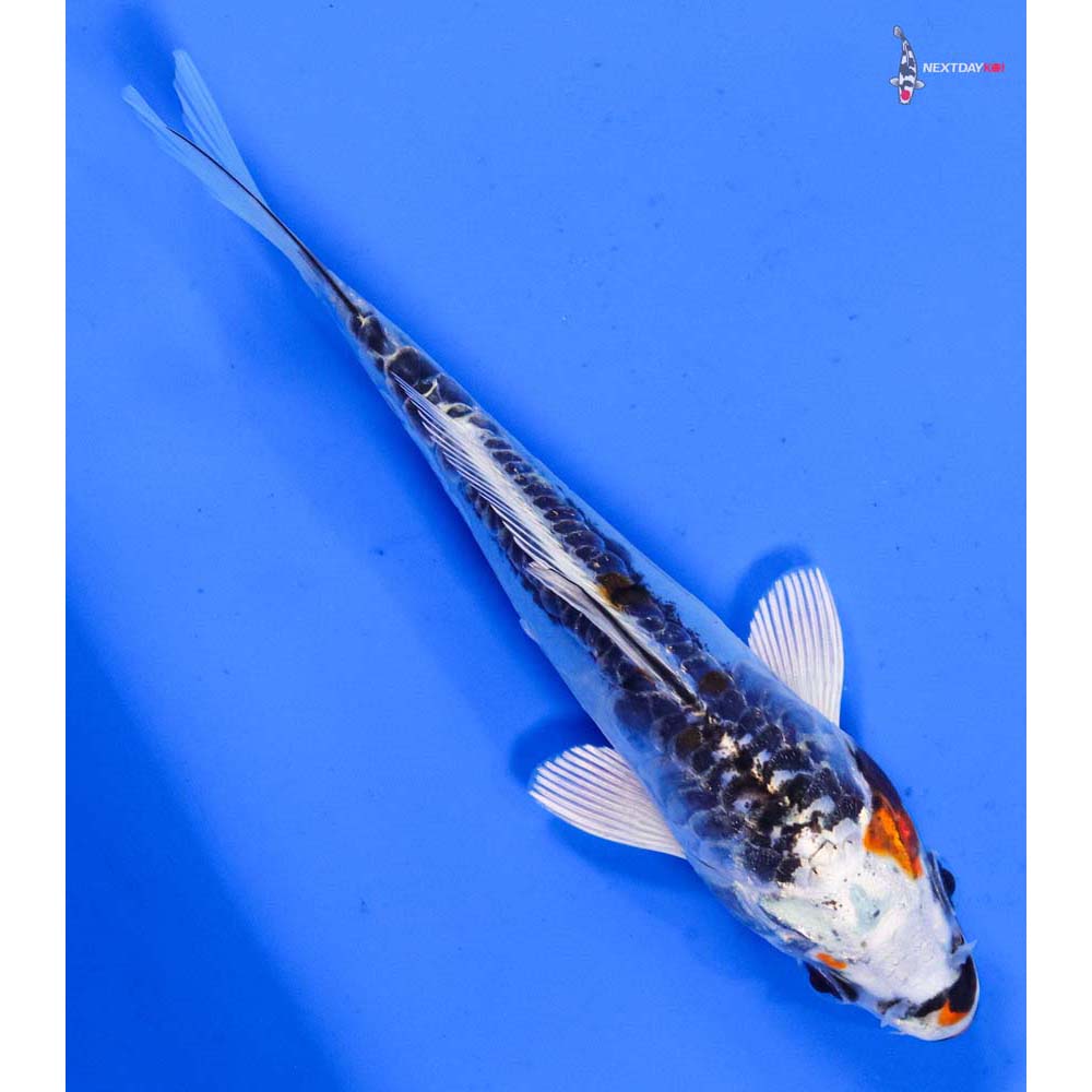 5” Imported Doitsu Kujaku