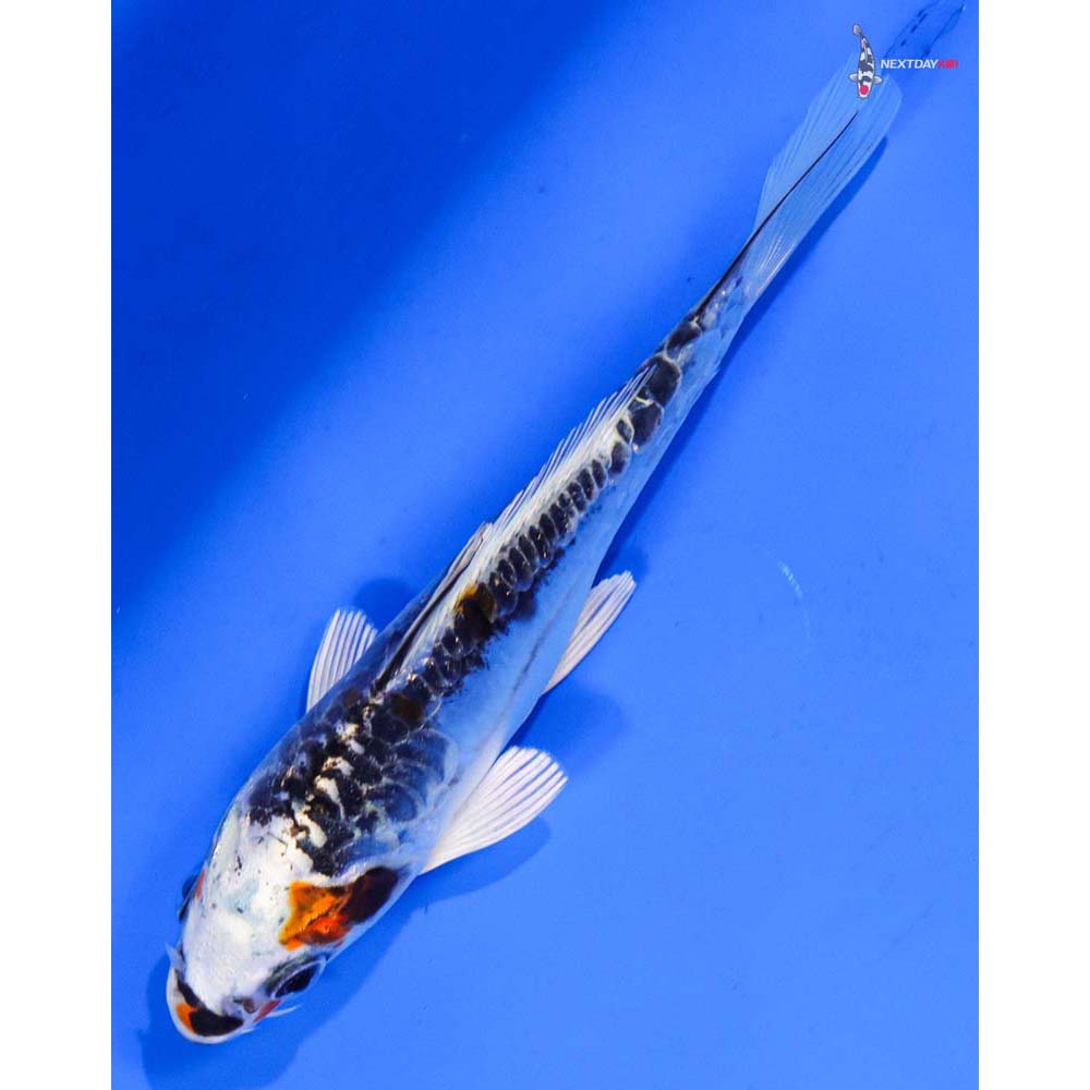 5” Imported Doitsu Kujaku