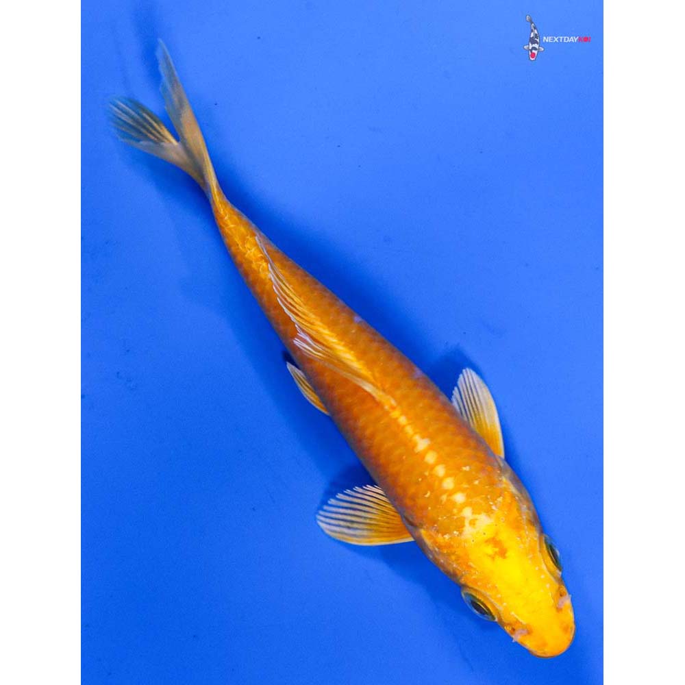 5” Imported Yamabuki Ogon