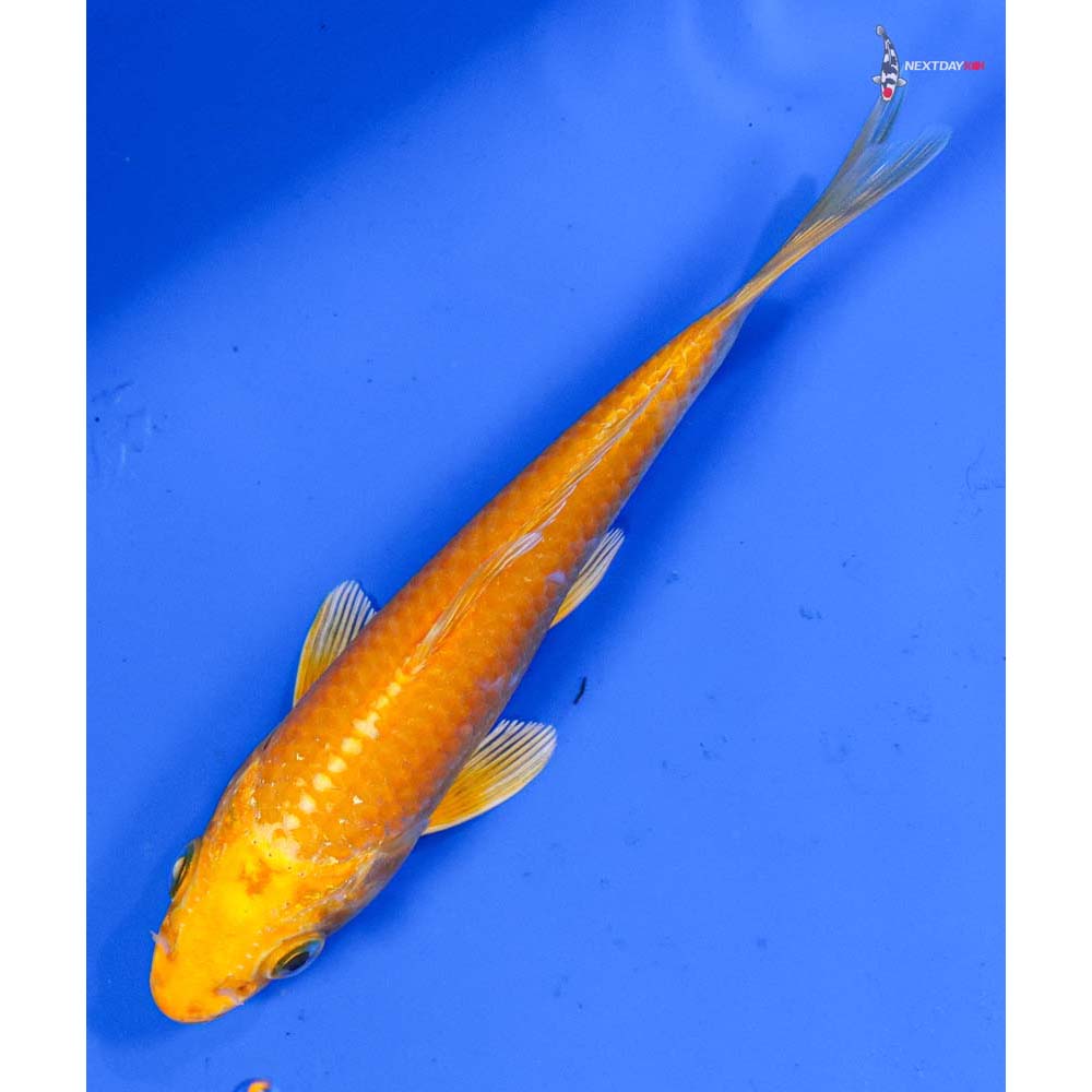 5” Imported Yamabuki Ogon