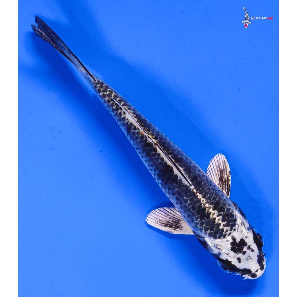 5.5” Imported Gin Matsuba