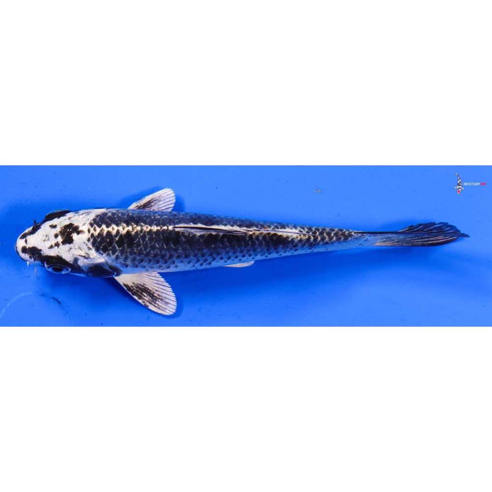 5.5” Imported Gin Matsuba