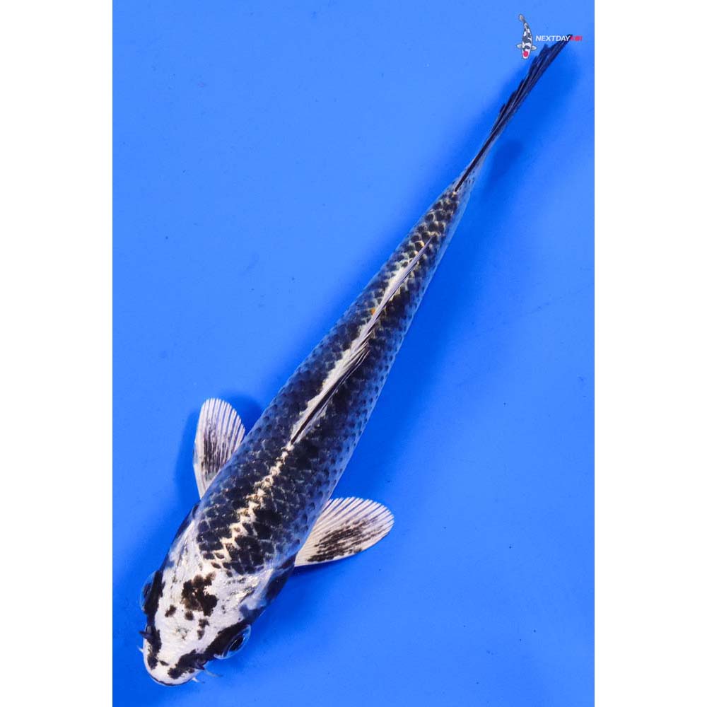 5.5” Imported Gin Matsuba