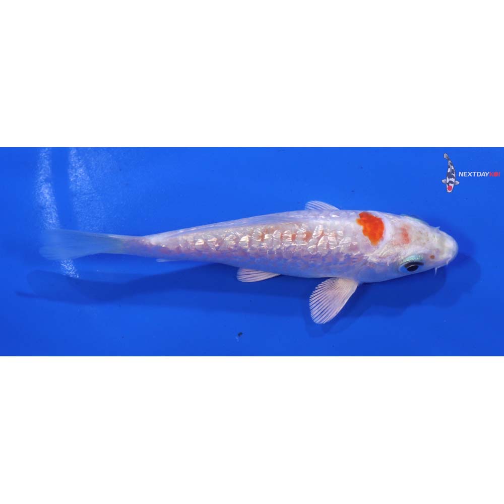 4” Imported Gin Rin Armor Scaled Hariwake