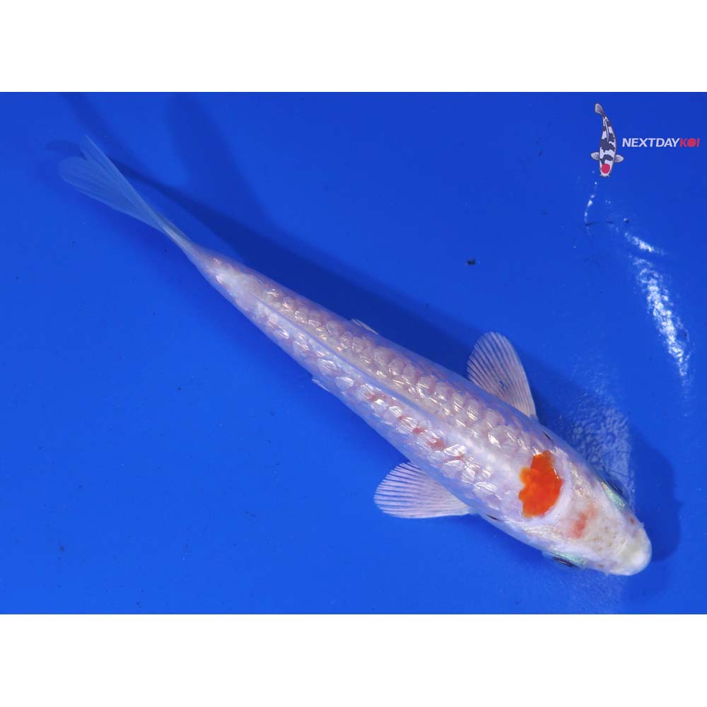 4” Imported Gin Rin Armor Scaled Hariwake