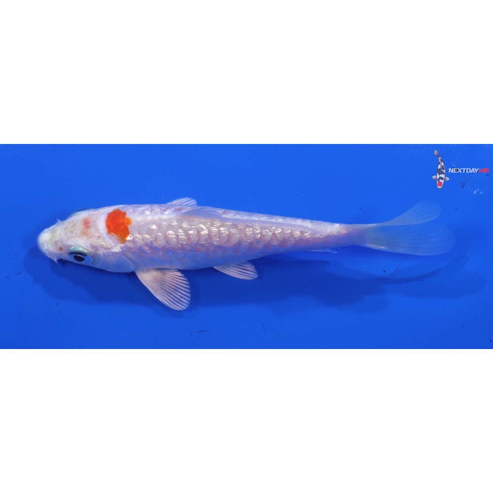 4” Imported Gin Rin Armor Scaled Hariwake