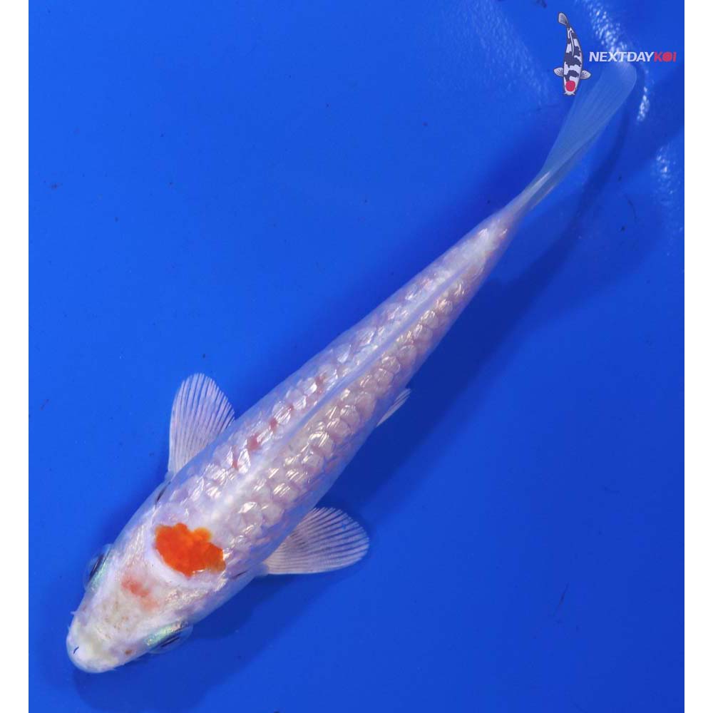 4” Imported Gin Rin Armor Scaled Hariwake