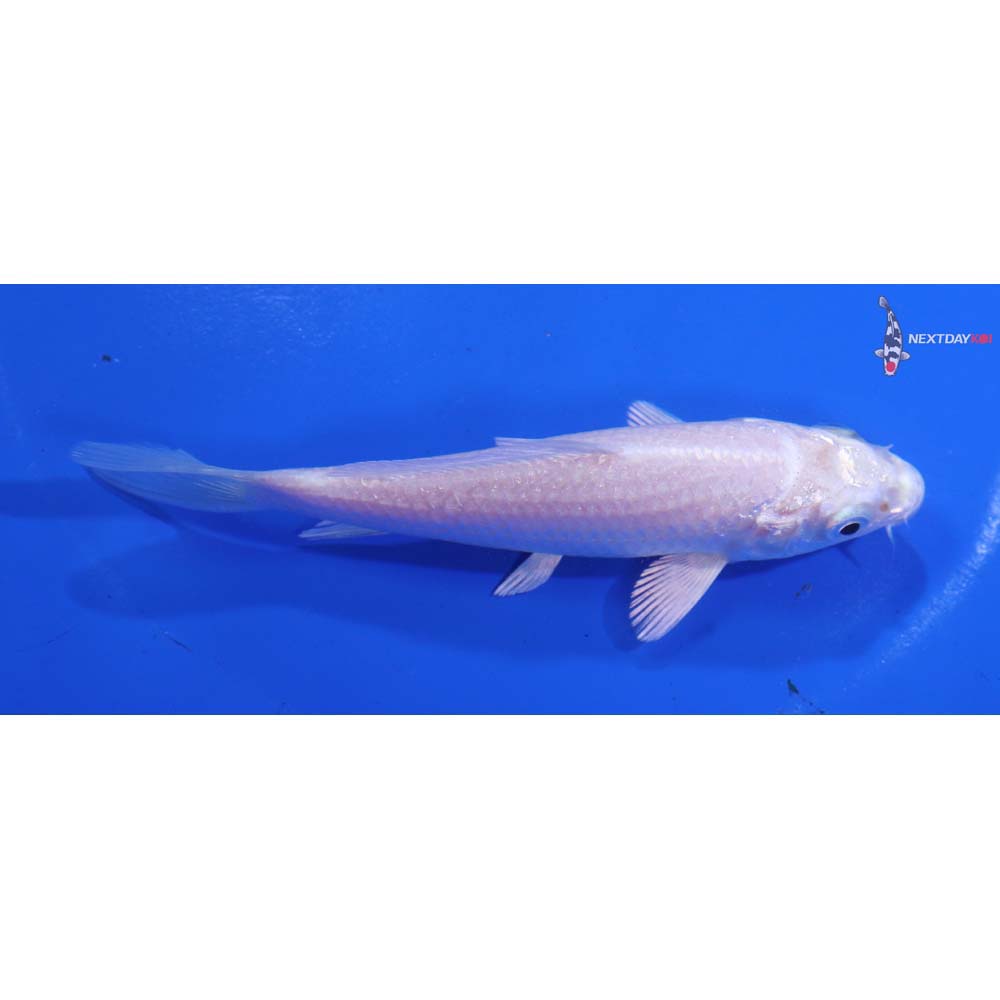 4.5” Imported Platinum Ogon