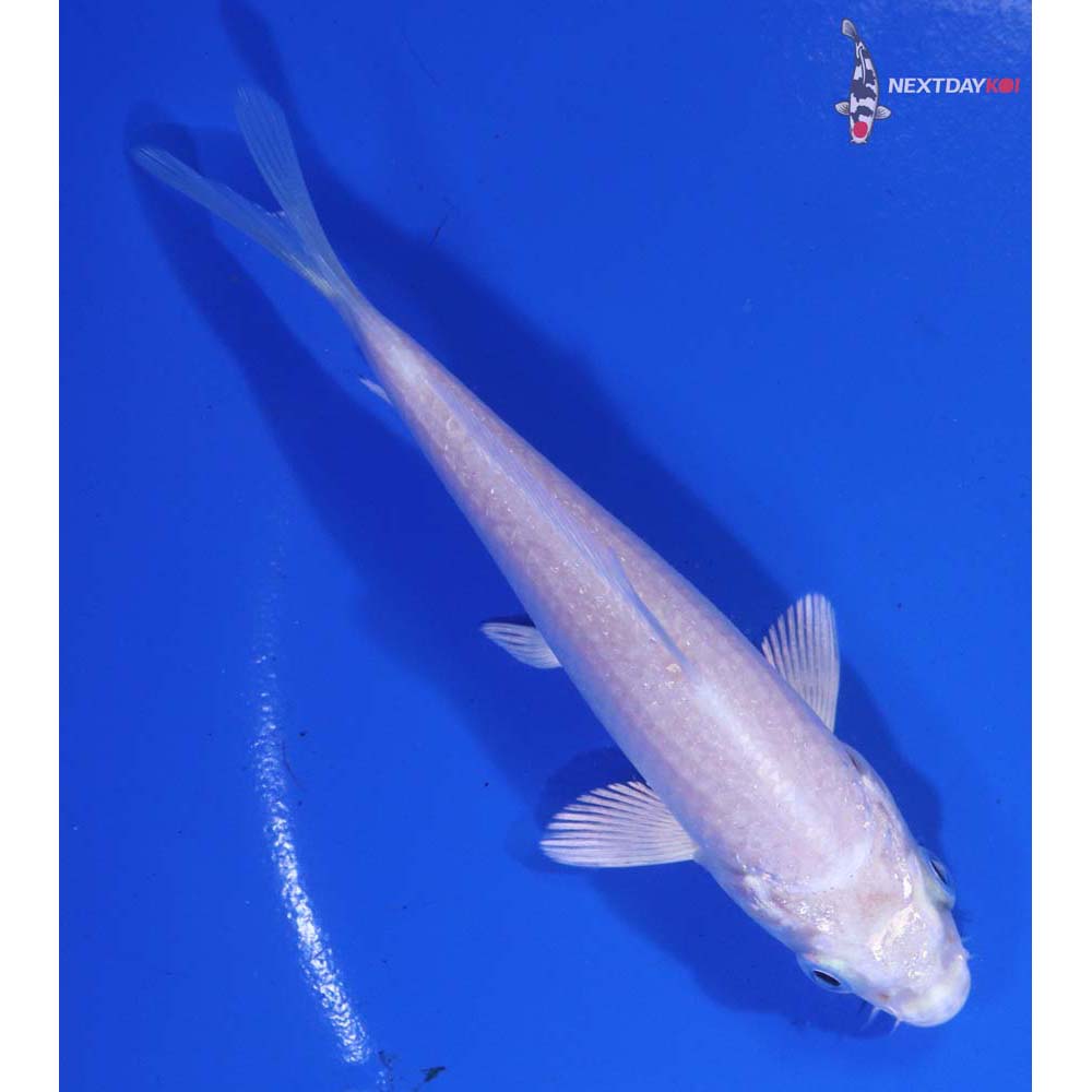 4.5” Imported Platinum Ogon