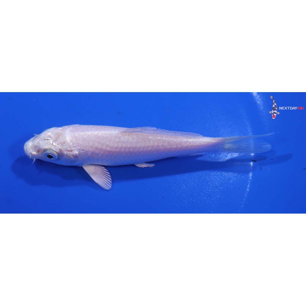 4.5” Imported Platinum Ogon