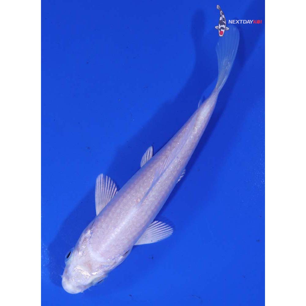 4.5” Imported Platinum Ogon