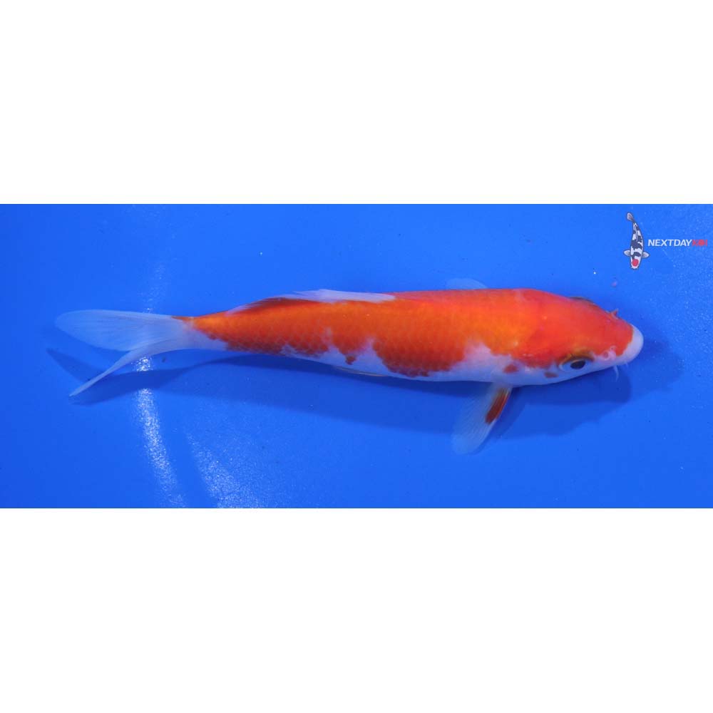 5” Imported Kohaku