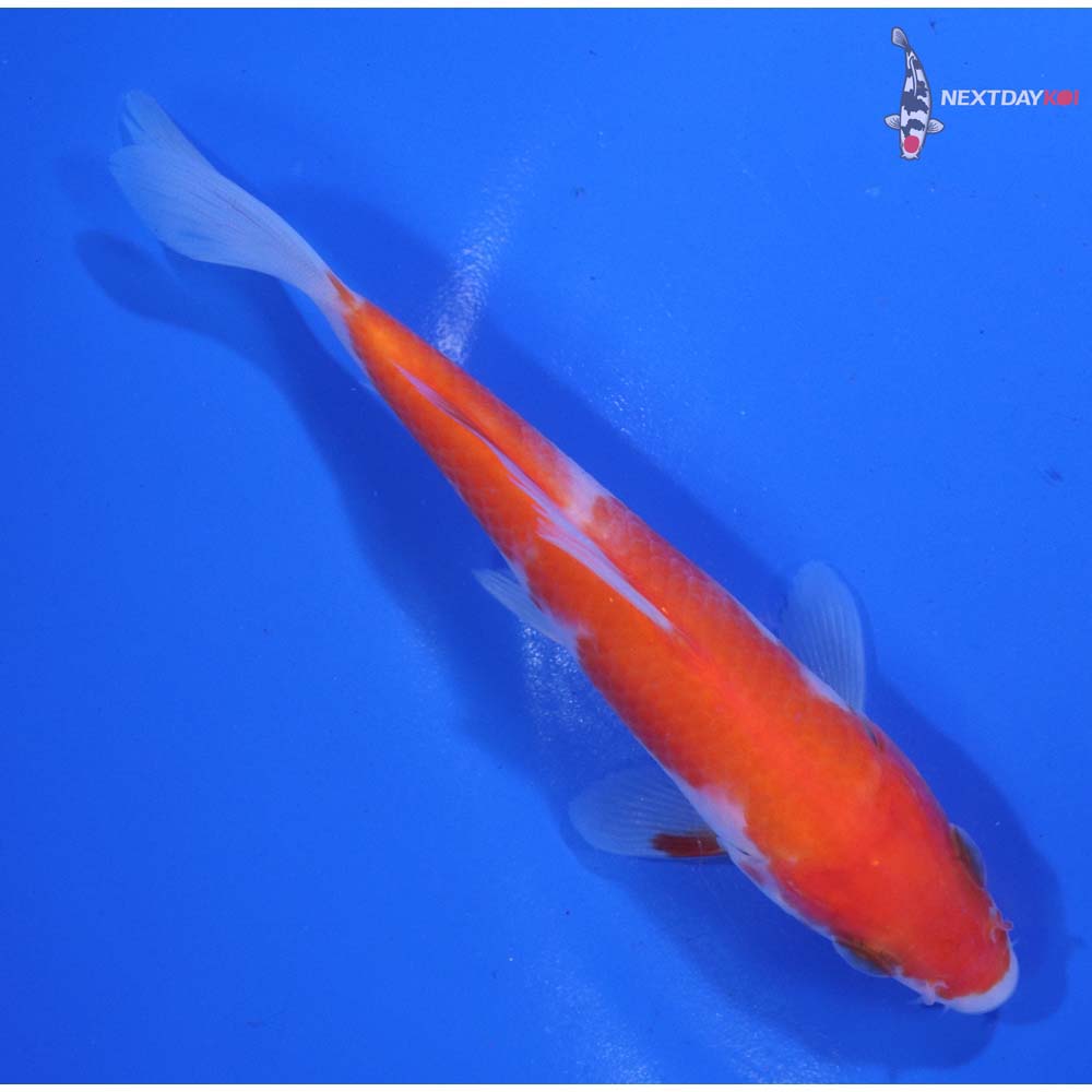 5” Imported Kohaku