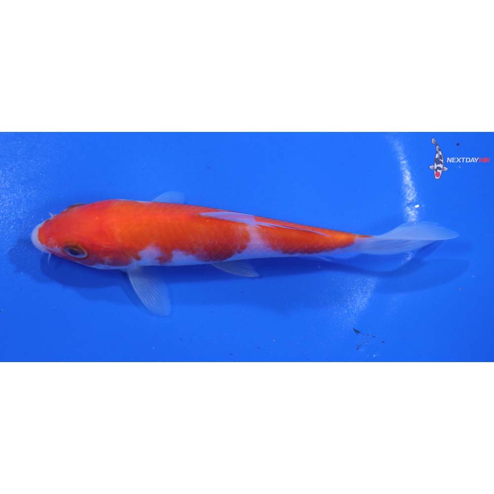 5” Imported Kohaku