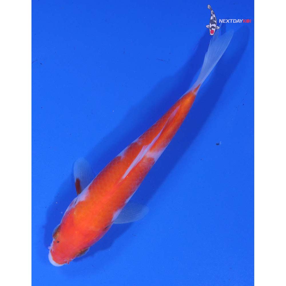 5” Imported Kohaku