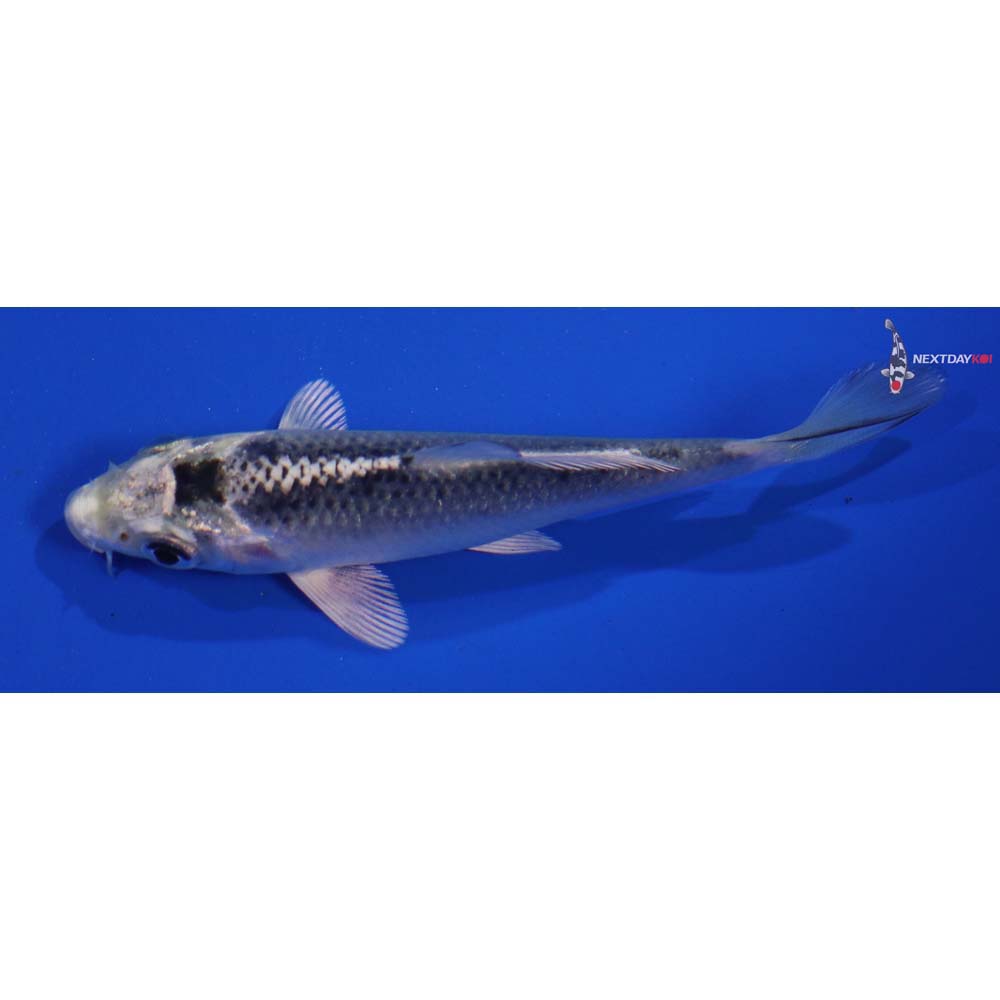 4” Imported Gin Matsuba