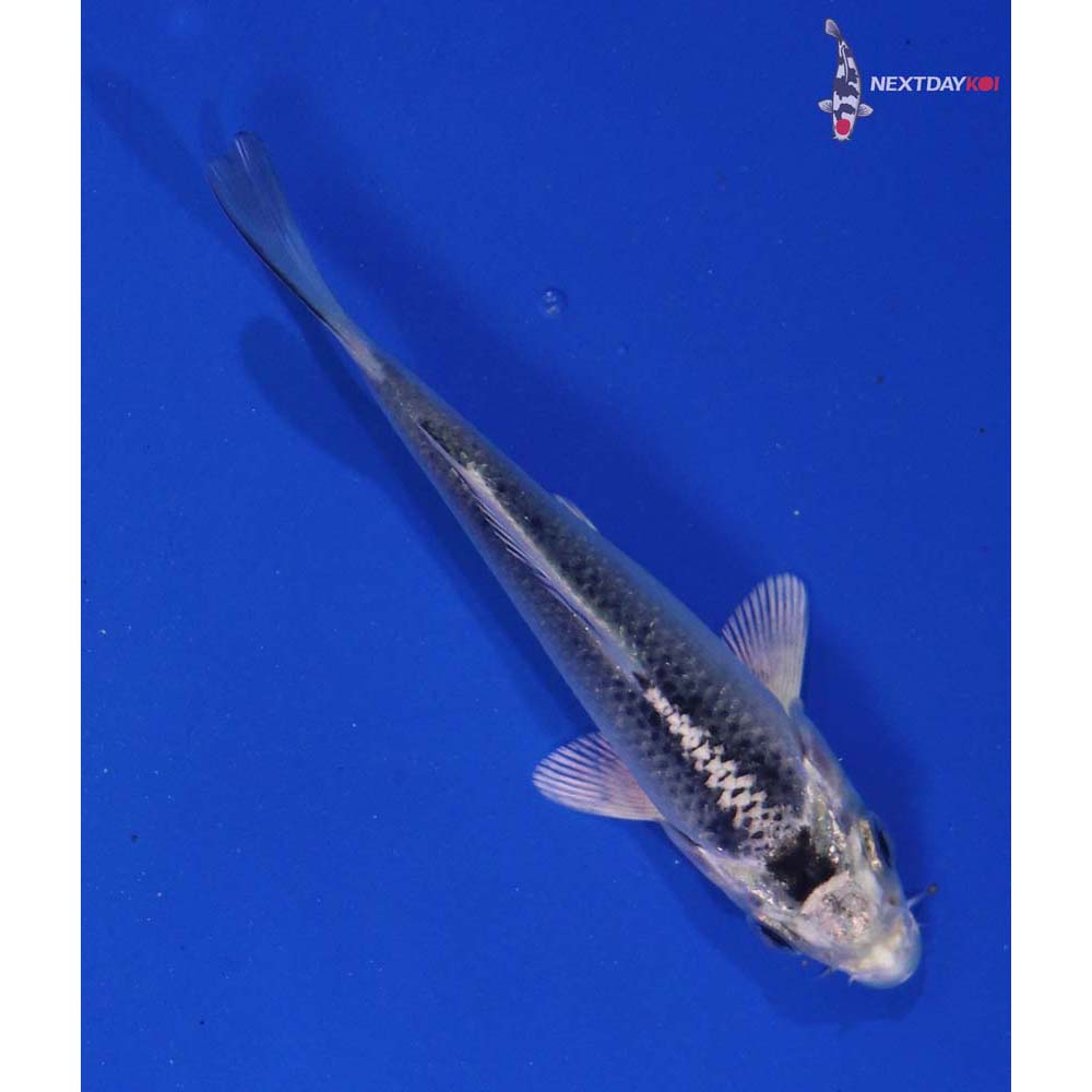 4” Imported Gin Matsuba