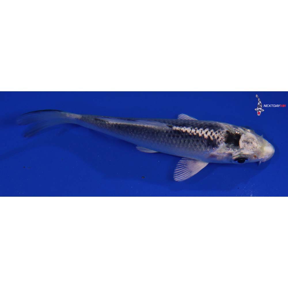 4” Imported Gin Matsuba