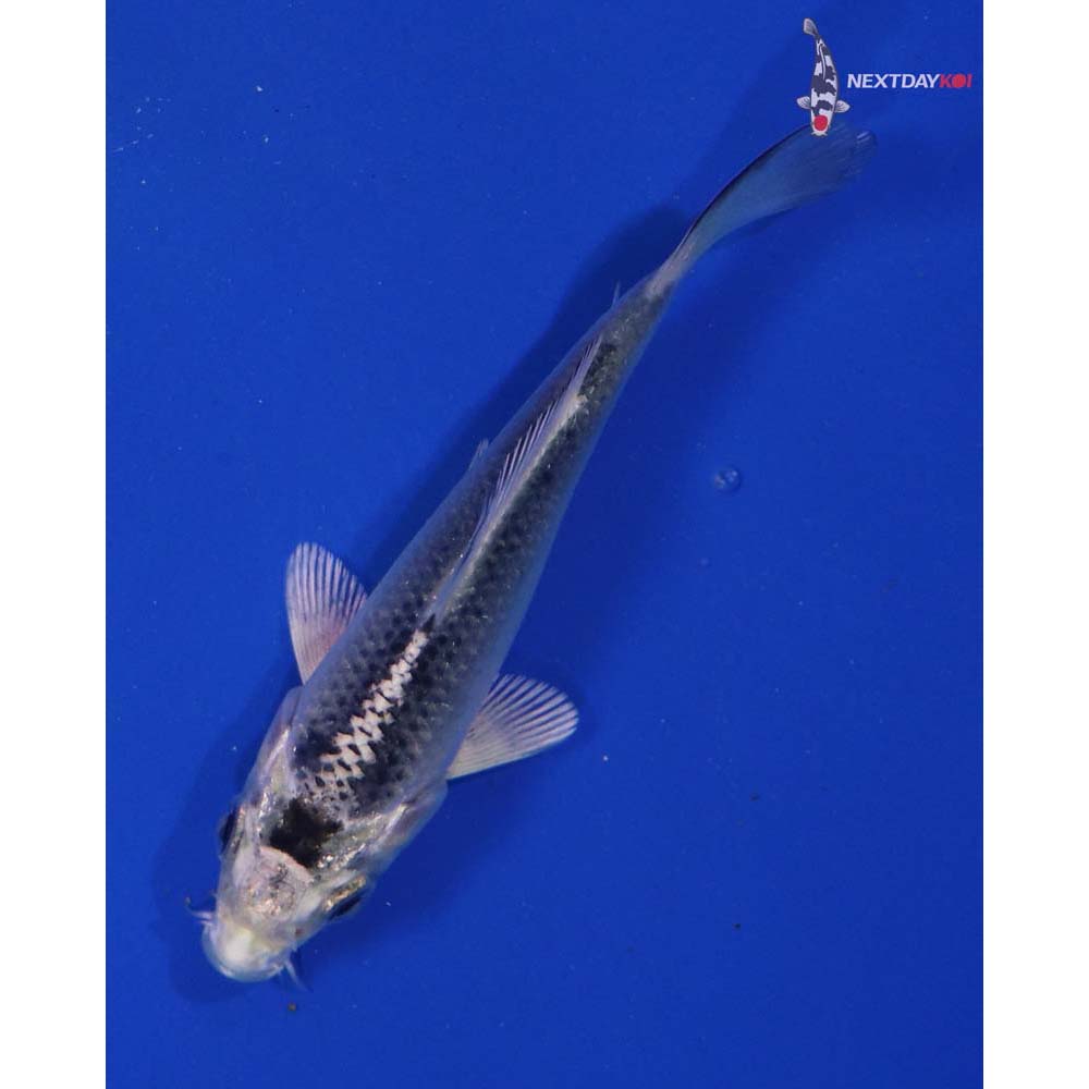 4” Imported Gin Matsuba