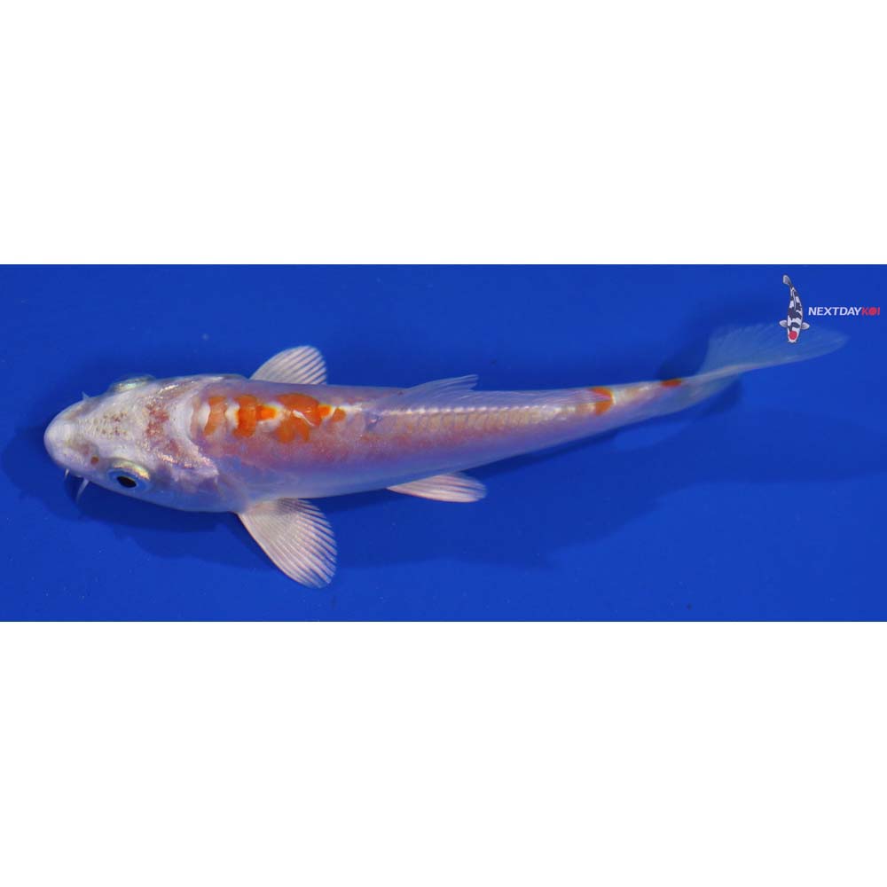 4” Imported Kikusui