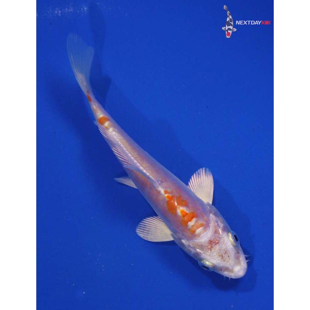 4” Imported Kikusui